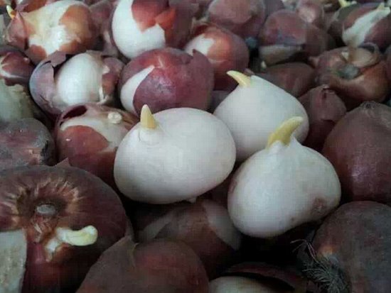 新湖圣诞节荷兰进口郁金香种球，全城免费派送 _频道-金华_腾讯网