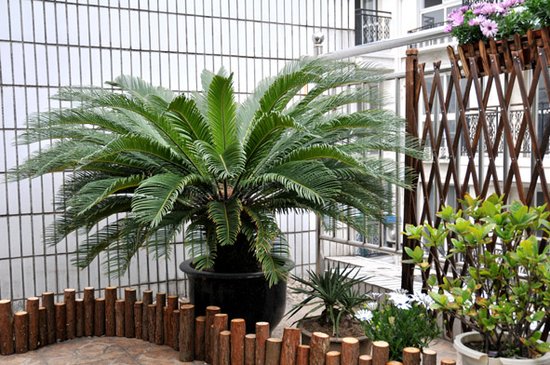 大户型阳台种什么植物最好_频道-金华