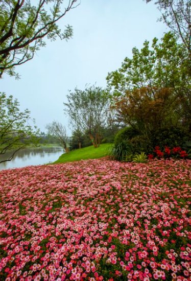 泉城唯一城市花园洋房,龙湖·名景台价值凸显