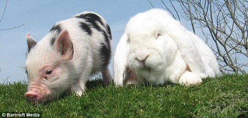 组图:巨兔和小猪结下深厚友谊 上演猪兔传奇