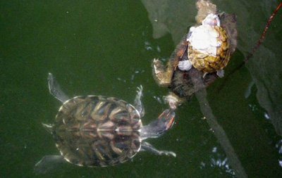可怕的入侵者--巴西龟