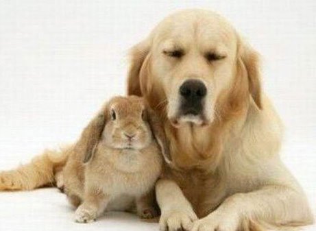 组图:让人称奇的动物近亲兄弟