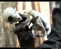 真的假的?墨西哥农场惊现外星人宝宝(组图)