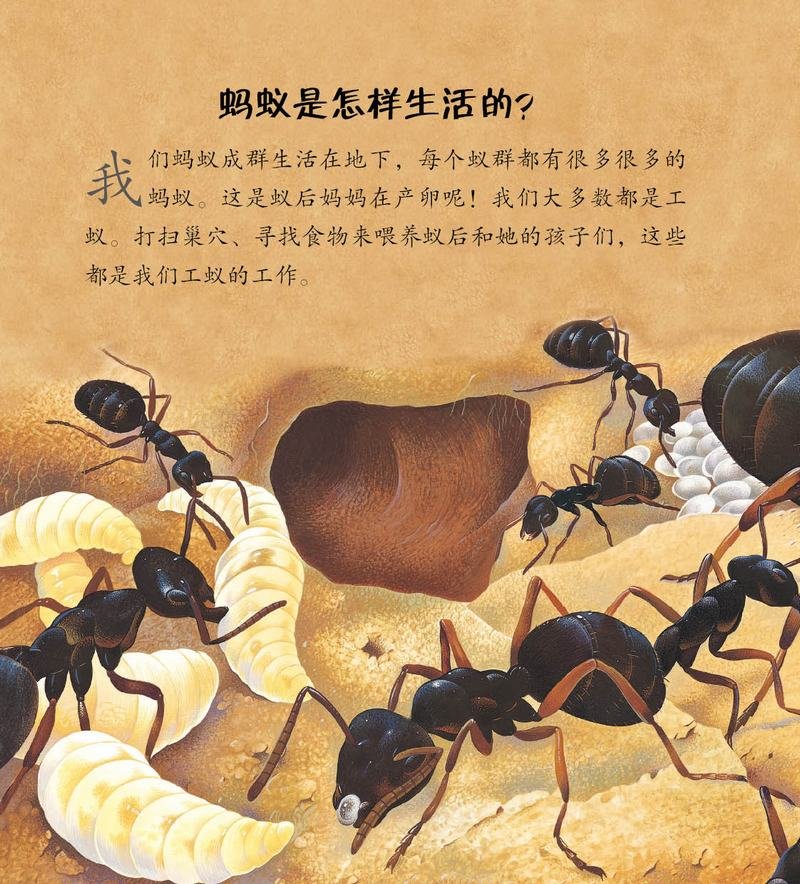 看我们如何生活·蚂蚁和其他昆虫