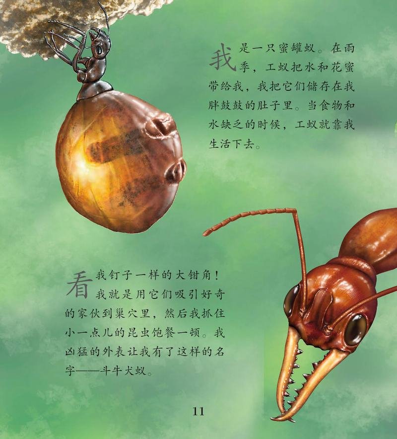 看我们如何生活·蚂蚁和其他昆虫