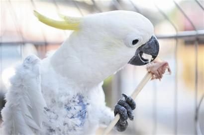鹦鹉爱用筷子吃饭 不学说话爱学狗叫(组图)