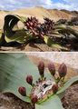  Top 10 exotic plant varieties