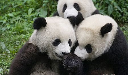 组图:可爱熊猫的搞笑军训故事