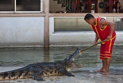 组图:惊险异常的泰国人与鳄鱼表演