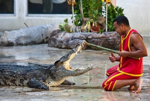 组图:惊险异常的泰国人与鳄鱼表演