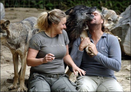 动物学家狼穴生活两年 吃生肉学狼嚎