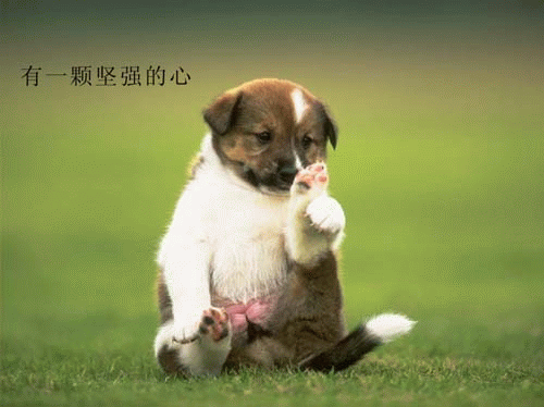 么受伤的总是我