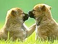 Grianghraif: scéal touching ar an madra mhothúchánach