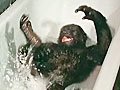 Foto: Baby Gorilla Gëzuar super vaske photos bukur