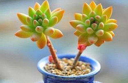 新书《罗小黑战记》即将闪亮登场