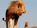 摄影师拍到真实版“狮子王”(组图)