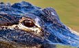 鱷魚會流眼淚嗎？
