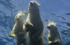 组图：美摄像师捕捉北极熊妈妈教宝宝学游泳画面