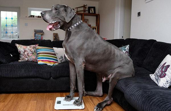 英国最大犬身长2米高1米与小象同重_儿童_腾讯网