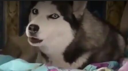 哈士奇学小主人哭叫,妈妈一旁笑到肚子疼!