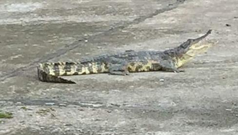 鳄鱼从天而降掉进住户花园 主人称已杀来吃了