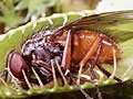 Grianghraif: nochtann an flesh-ithe "gléasra killer" an rún chreiche