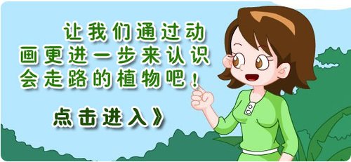 会走路的植物