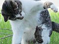 Снимки: безмилостни котка и мишка играе от моментното състояние на чувство за хумор