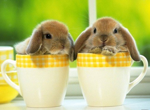 十月十日卖萌日:今天你卖萌了吗?