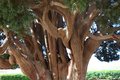 世界上最古老的树木