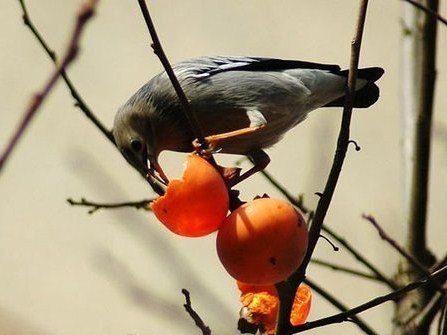 作文赏析:留给喜鹊的柿子