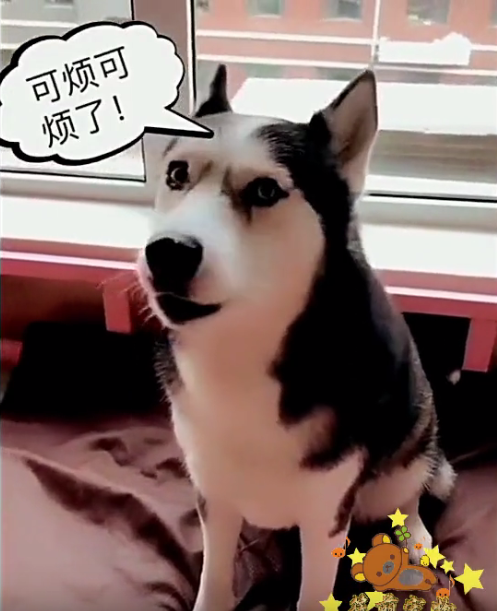 哈士奇问主人你把我儿子藏哪了,主人说卖了,二