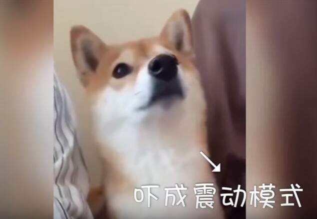 不停的发抖,表情上还是一个样子,可是身体还是诚实的在抖动着.