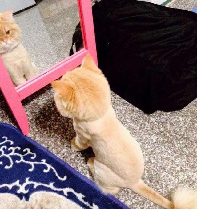 猫猫在主人剃毛后连忙紧张照镜子,结果瞬间呆滞石化了