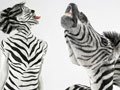 Фото: удивительные творческие люди и животные, по сравнению