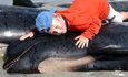 Whale "suicide" Mystery