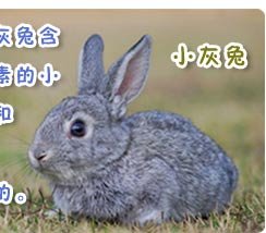 0 黑色 0 灰色 0 红色 0 蓝色 0   很多人也对兔子的夜视能力有所