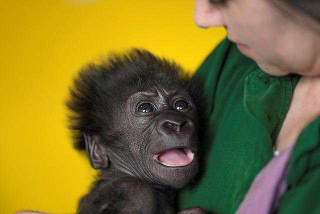 英首例剖腹产黑猩猩6周后露婴儿般微笑