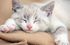 睡梦中的可爱小猫高清壁纸