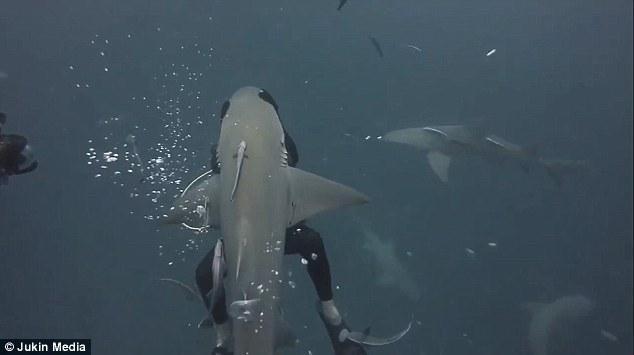 勇敢潜水员拥抱张口而来的白鲨