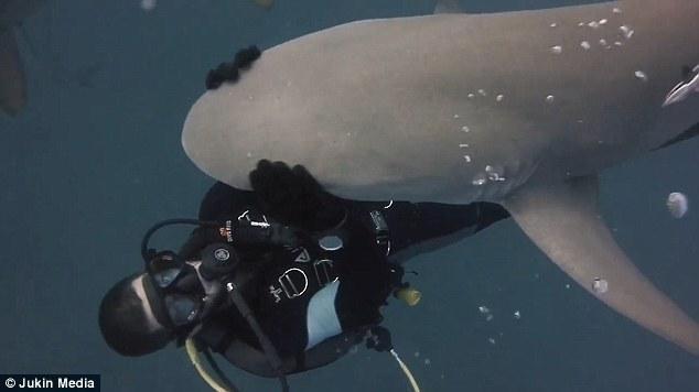 勇敢潜水员拥抱张口而来的白鲨