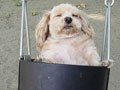 Zdjęcia: cute dog swinging "囧 państwa"
