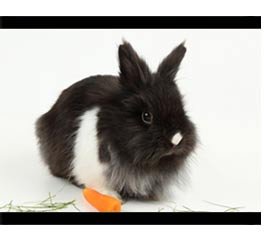 兔子眼睛颜色的奥秘_腾讯儿童_腾讯网