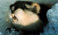 Lemming