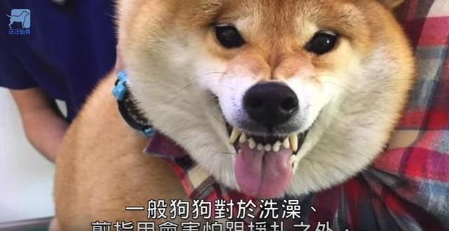 别碰偶!柴柴一打针就「哭爸哭妈碎碎念」,兽医笑翻:「明明只摸了你屁股」