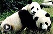 熊猫幼崽与妈妈重逢，呜咽，好感人一幕