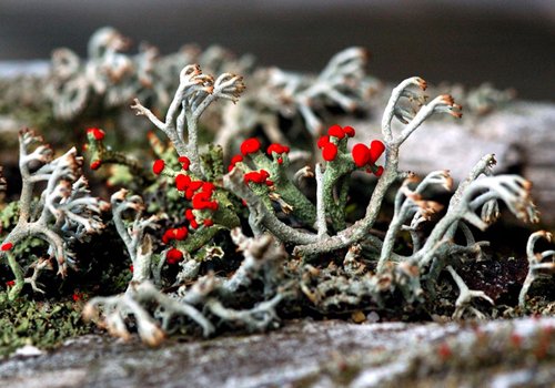 海石蕊地衣,常被用来提取红靛(石蕊)