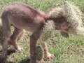 ��ͼ��ðʧС��ײ���������Դ�������  