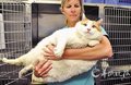 Yaklaşık 18 kg ağırlığındaki şişman kedi,