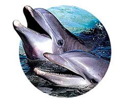 海豚救人之谜